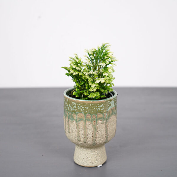 widliczka-selaginella-martensii-jori widliczka-selaginella-martensii-jori