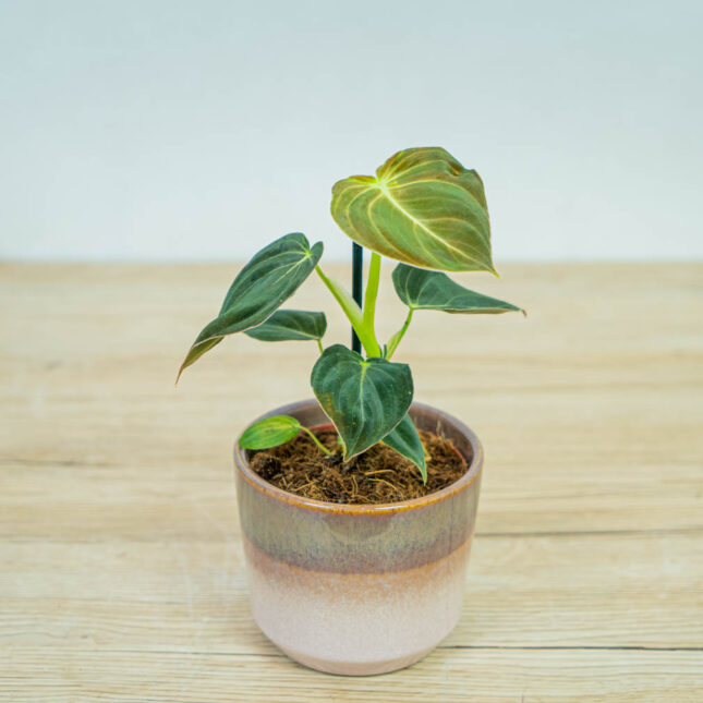 philodendron-melanochrysum