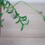 senecio-peregrinus-delfinki