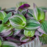 trzykrotka-nanouk-tradescantia-albiflora