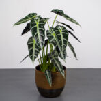 alokazja-bambino-arrow-alocasia