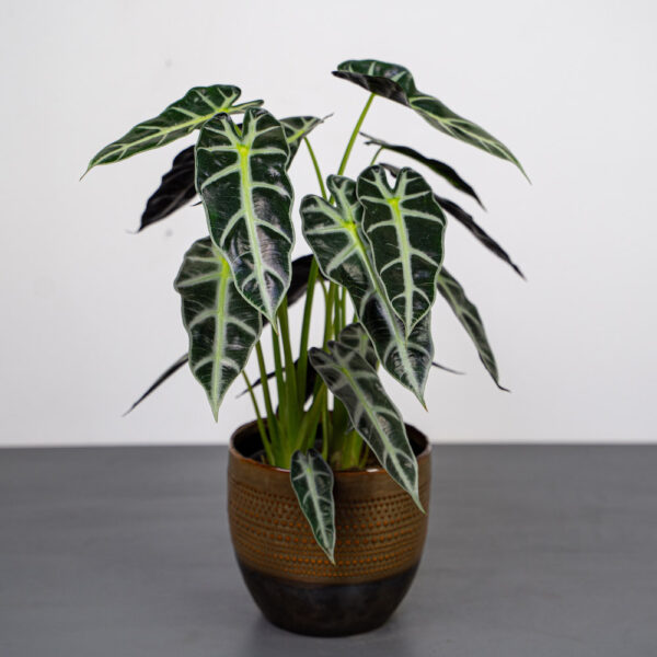 alokazja-bambino-arrow-alocasia alokazja-bambino-arrow-alocasia
