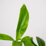philodendron-fun-bun