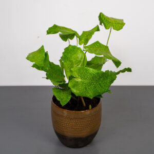 calathea-network