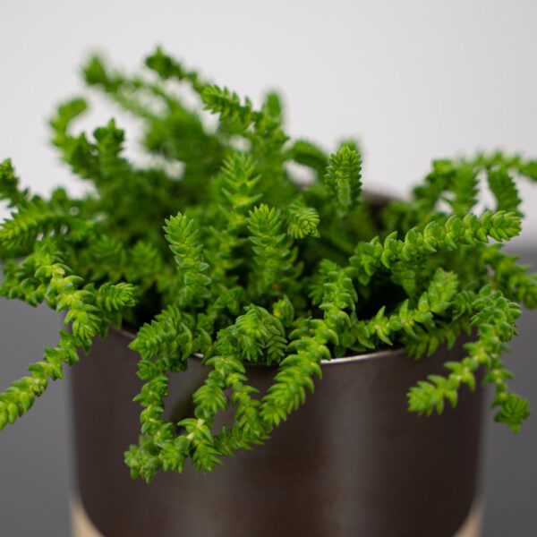 crassula-muscosa crassula-muscosa