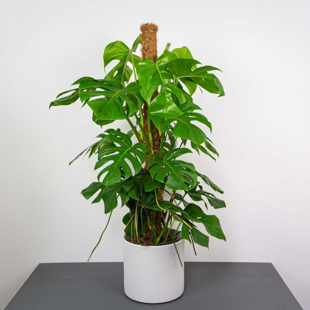 monstera-deliciosa-na-paliku