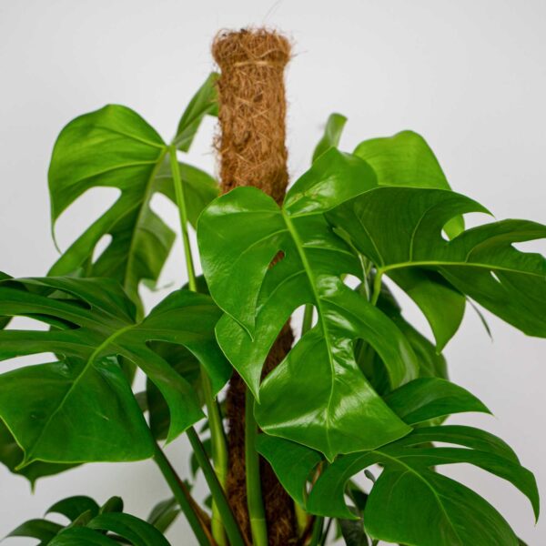 monstera-deliciosa-na-paliku Monstera deliciosa na paliku kokosowym