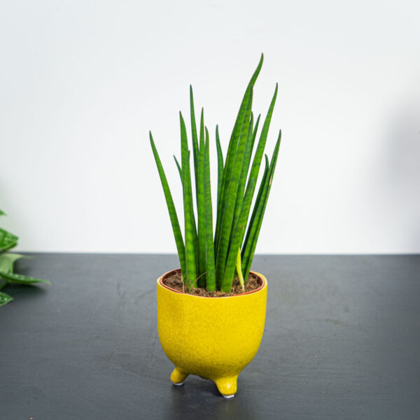 sansevieria-bacularis sansevieria-bacularis