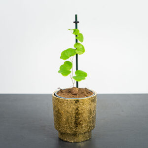 pochrzyn-sloniowy-dioscorea-elephantipes