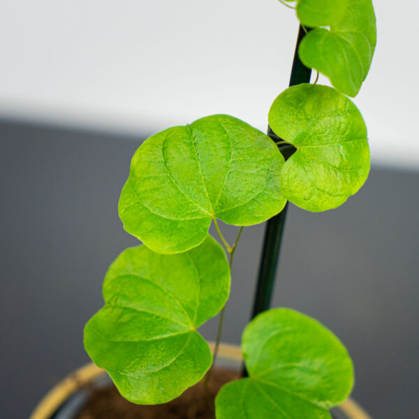pochrzyn-sloniowy-dioscorea-elephantipes pochrzyn-sloniowy-dioscorea-elephantipes