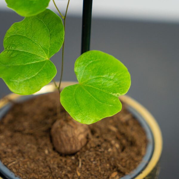 pochrzyn-sloniowy-dioscorea-elephantipes pochrzyn-sloniowy-dioscorea-elephantipes
