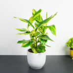alpinia-zerumbet-variegata