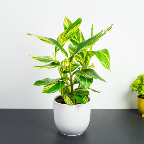 alpinia-zerumbet-variegata