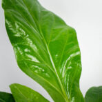 anthurium-ellipticum-jungle-bush