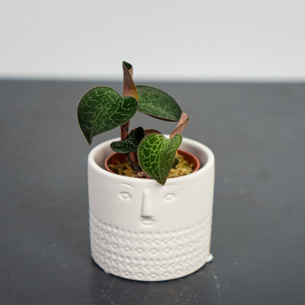 storczyk-anoectochilus-formosanus-jewel-orchid