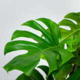 monstera-deliciosa-na-paliku