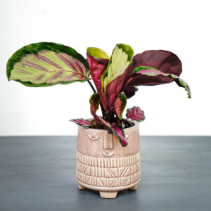 calathea-roseopicta-rosy
