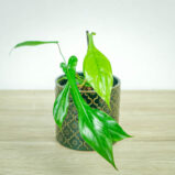 philodendron-joepii