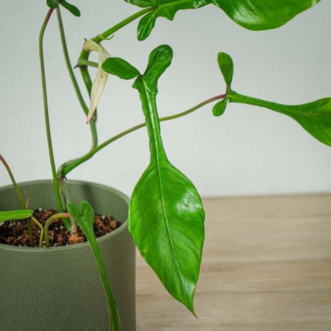 philodendron-joepii philodendron-joepii