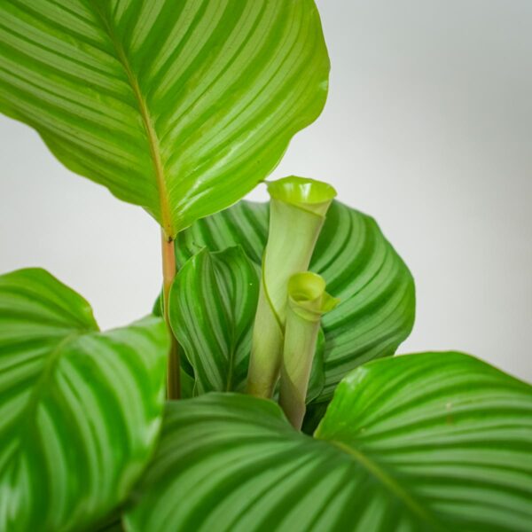calathea-orbifolia (2) calathea-orbifolia