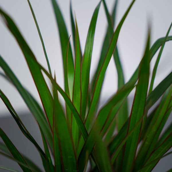 dracaena-marginata-dracena (2) dracaena-marginata-dracena