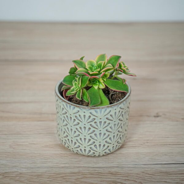 eonium-kiwi-aeonium-haworthii