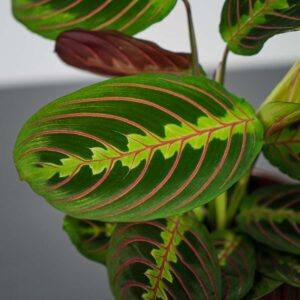 maranta-leuconeura-fascinator-tricolor