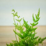 paproc-orliczka-zabkowana-pteris-straminea