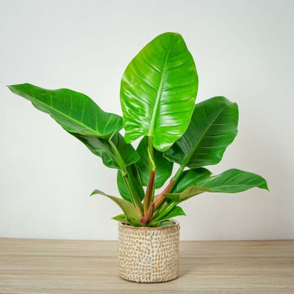 philodendron-imperial-green philodendron-imperial-green