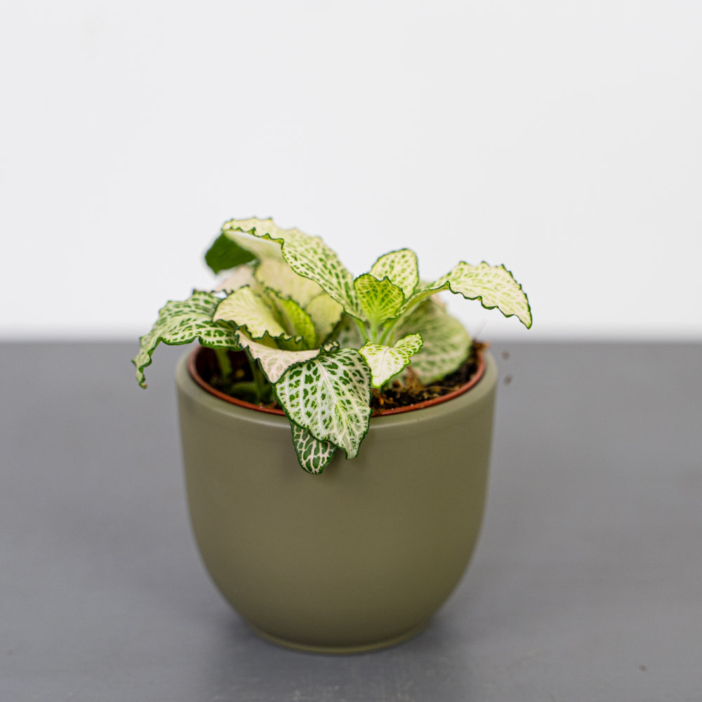 Fittonia snow anne