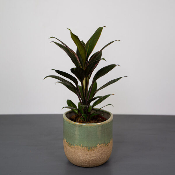 kordylina-fruticosa-rumba-cordyline kordylina-fruticosa-rumba-cordyline