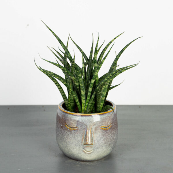 sansevieria-fernwood-punk sansevieria-fernwood-punk