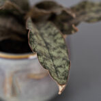 sansevieria-star-canyon-granite