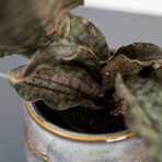 sansevieria-star-canyon-granite