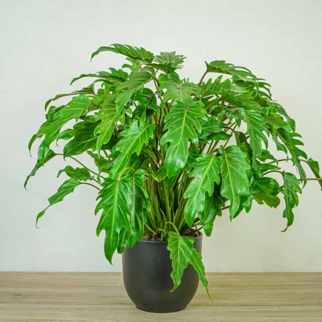 philodendron-xanadu