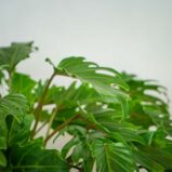 philodendron-xanadu