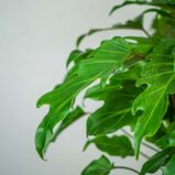 philodendron-xanadu