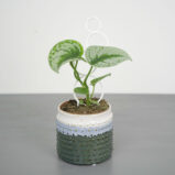 scindapsus-pictus-exotica