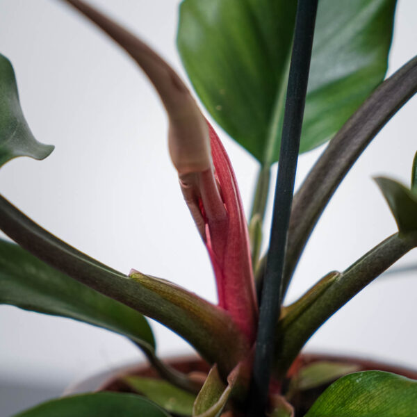 philodendron-pluto philodendron-pluto