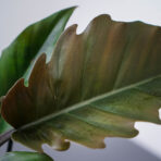 philodendron-pluto