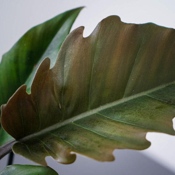 philodendron-pluto philodendron-pluto