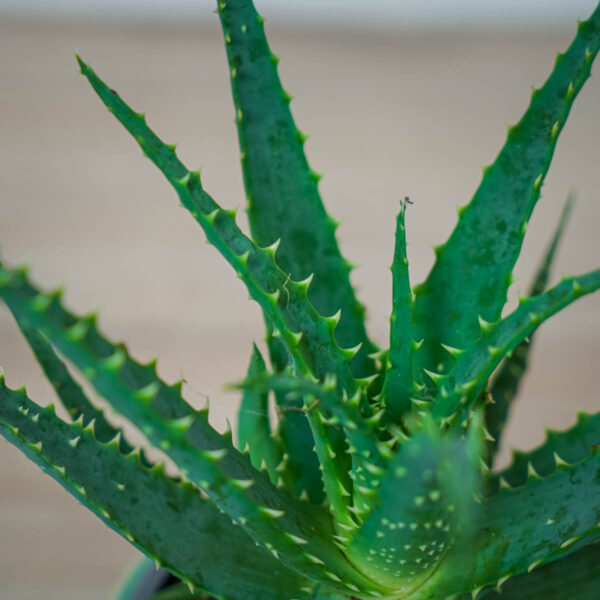 aloes-drzewiasty-aloe-arborescens (2) aloes-drzewiasty-aloe-arborescens