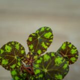 begonia-bowera-tiger-baby