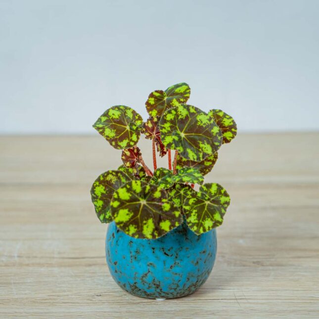 begonia-bowera-tiger-baby