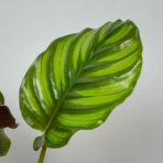 calathea-fasciata