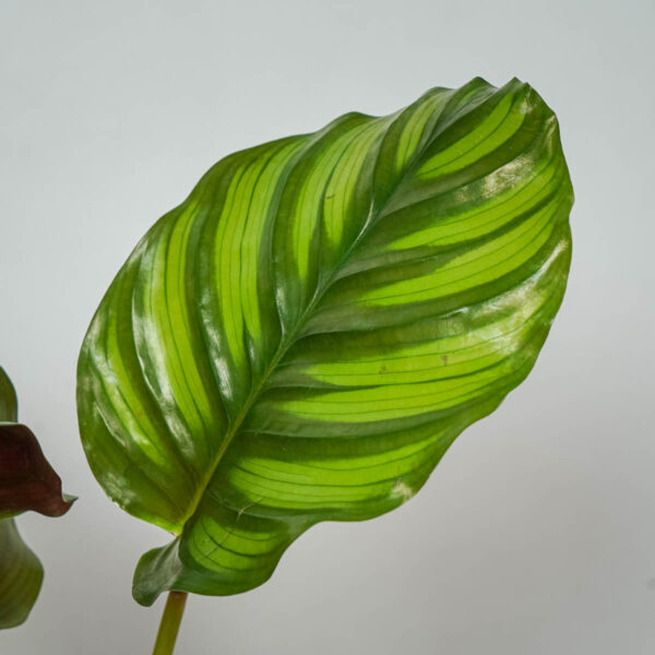 calathea-fasciata (2) calathea-fasciata