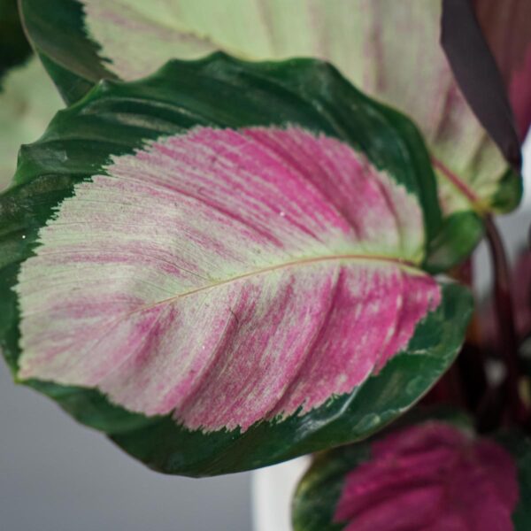 calathea-roseopicta-rosy (2) calathea-roseopicta-rosy