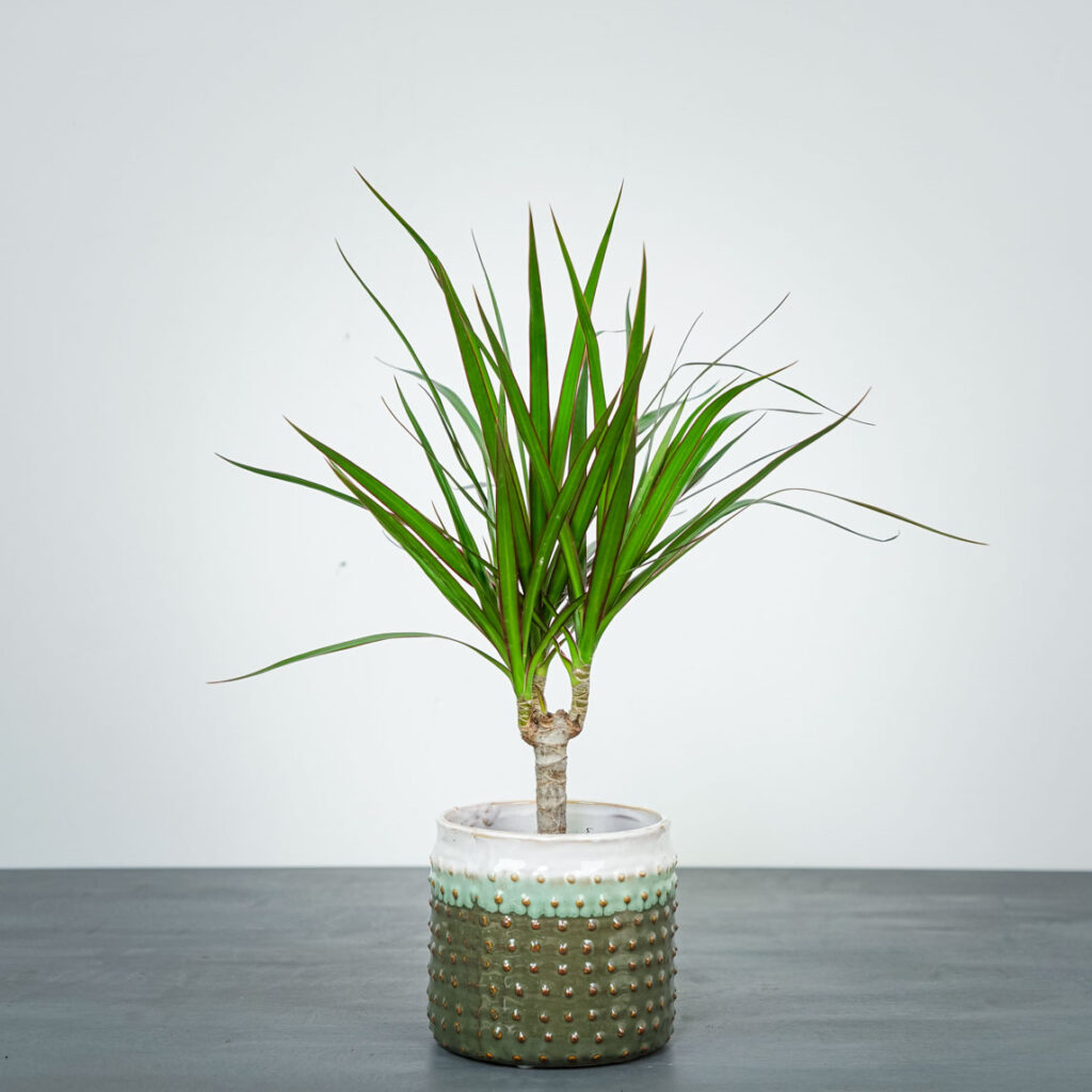 dracaena-marginata-dracena