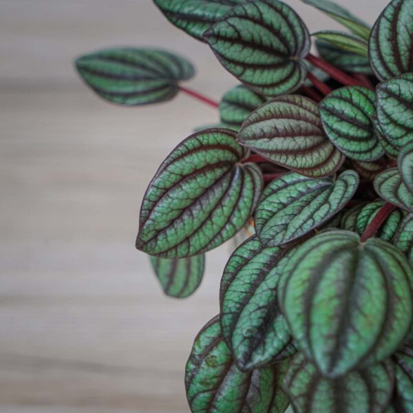 peperomia-piccolo-banda-albovittata (2) peperomia-piccolo-banda-albovittata