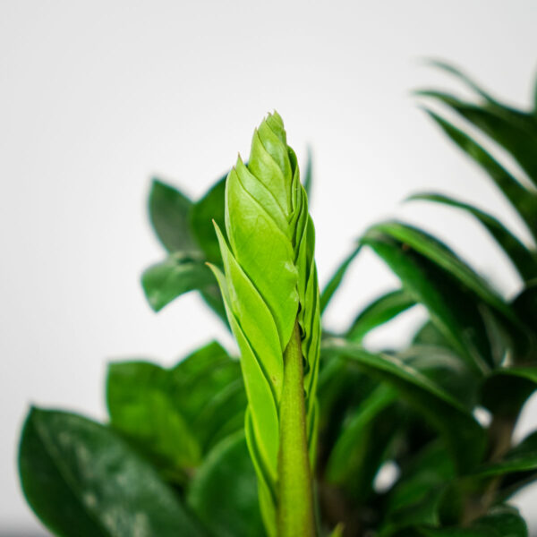 zamioculcas-zamiifolia-zenzi (2) zamioculcas-zamiifolia-zenzi